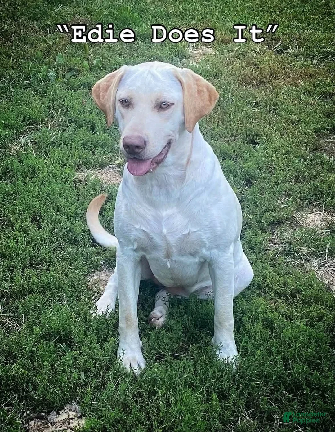 Labrador Retriever dogs for sale: Labrador Retriever 4 - Ad 2