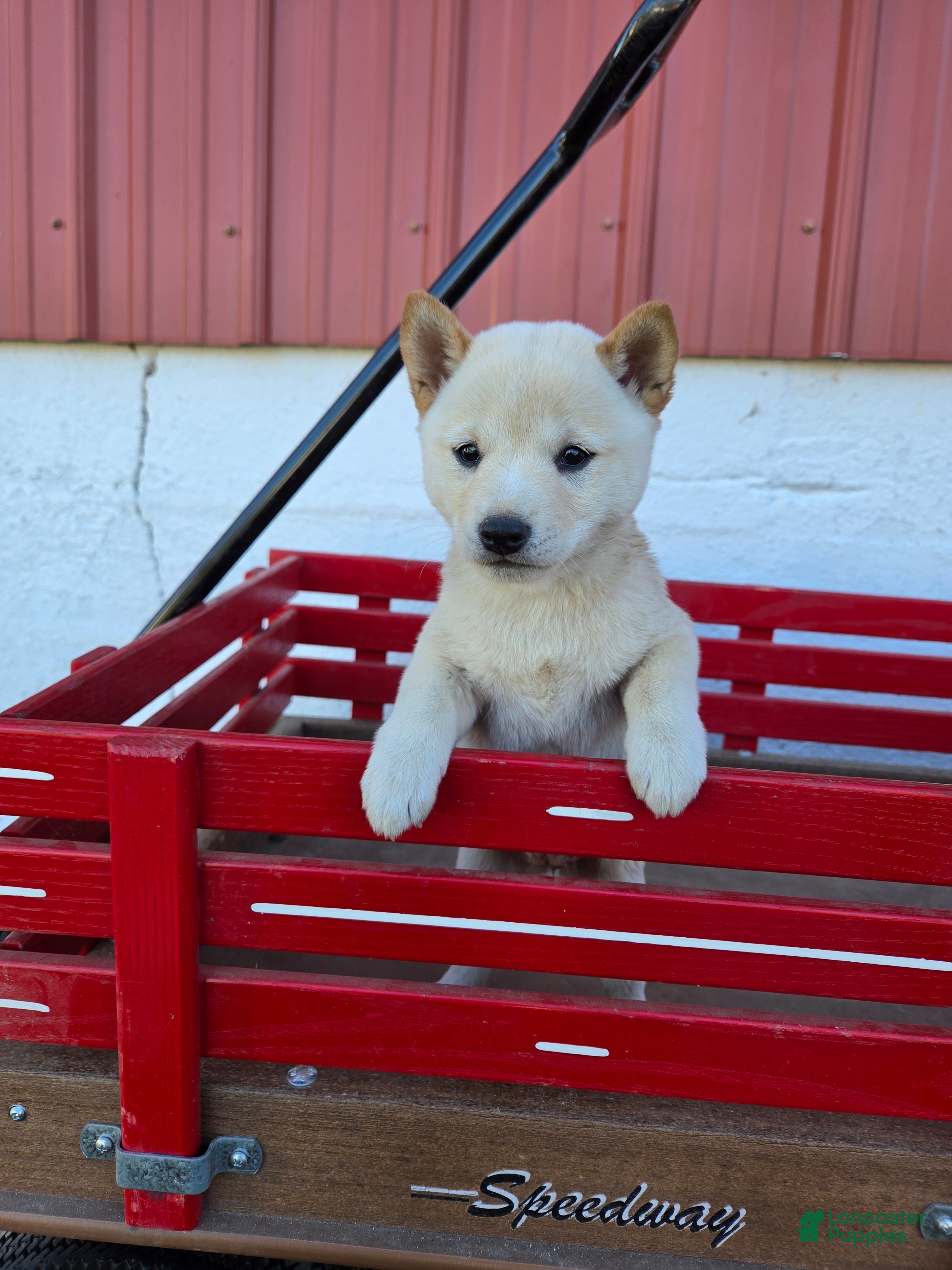 Shiba Inu dogs for sale: Autumn - Ad 2