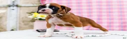 Boxer dogs for sale: Charity - Ad 6