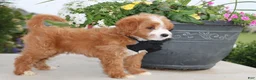 Mini Goldendoodle dogs for sale: Topper - Ad 3