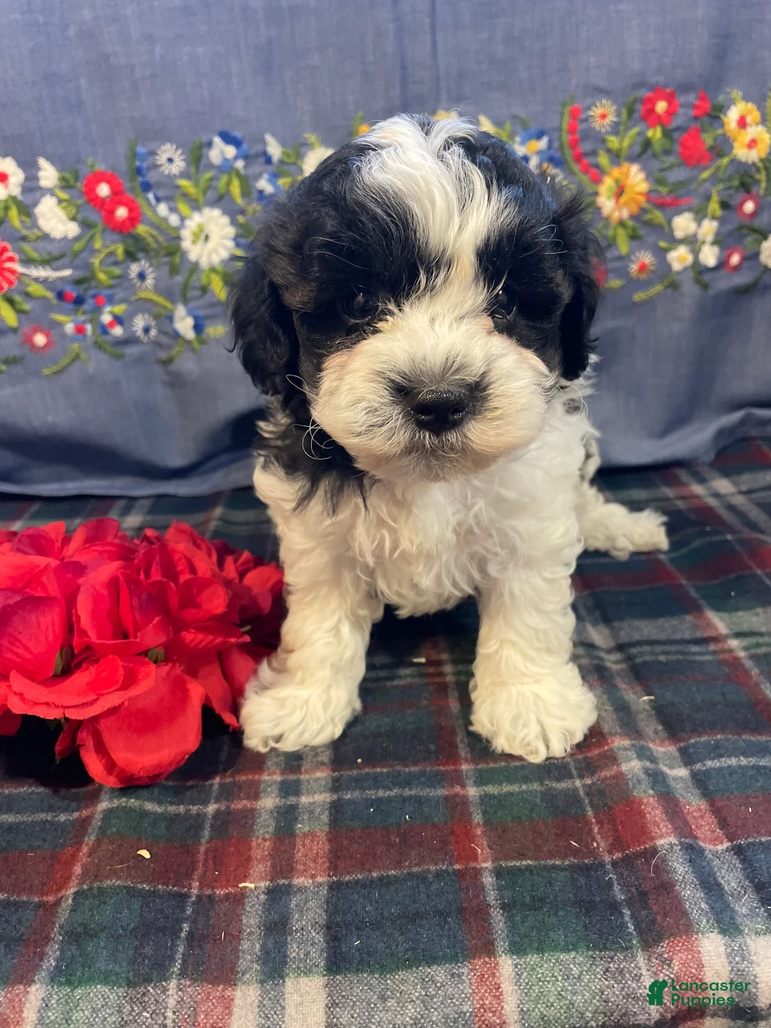 Havapoo dogs for sale: Chip - Ad 4