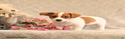 Jack Russell Terrier dogs for sale: Ranger - Ad 3