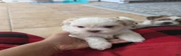Shihpoo dogs for sale: Shihpoo Puppy 3 - Ad 1