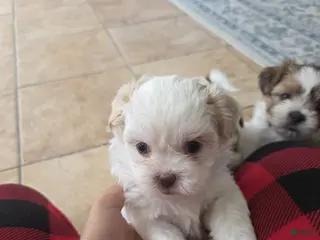 Shihpoo dogs Shihpoo Puppy 3 - Ad 32