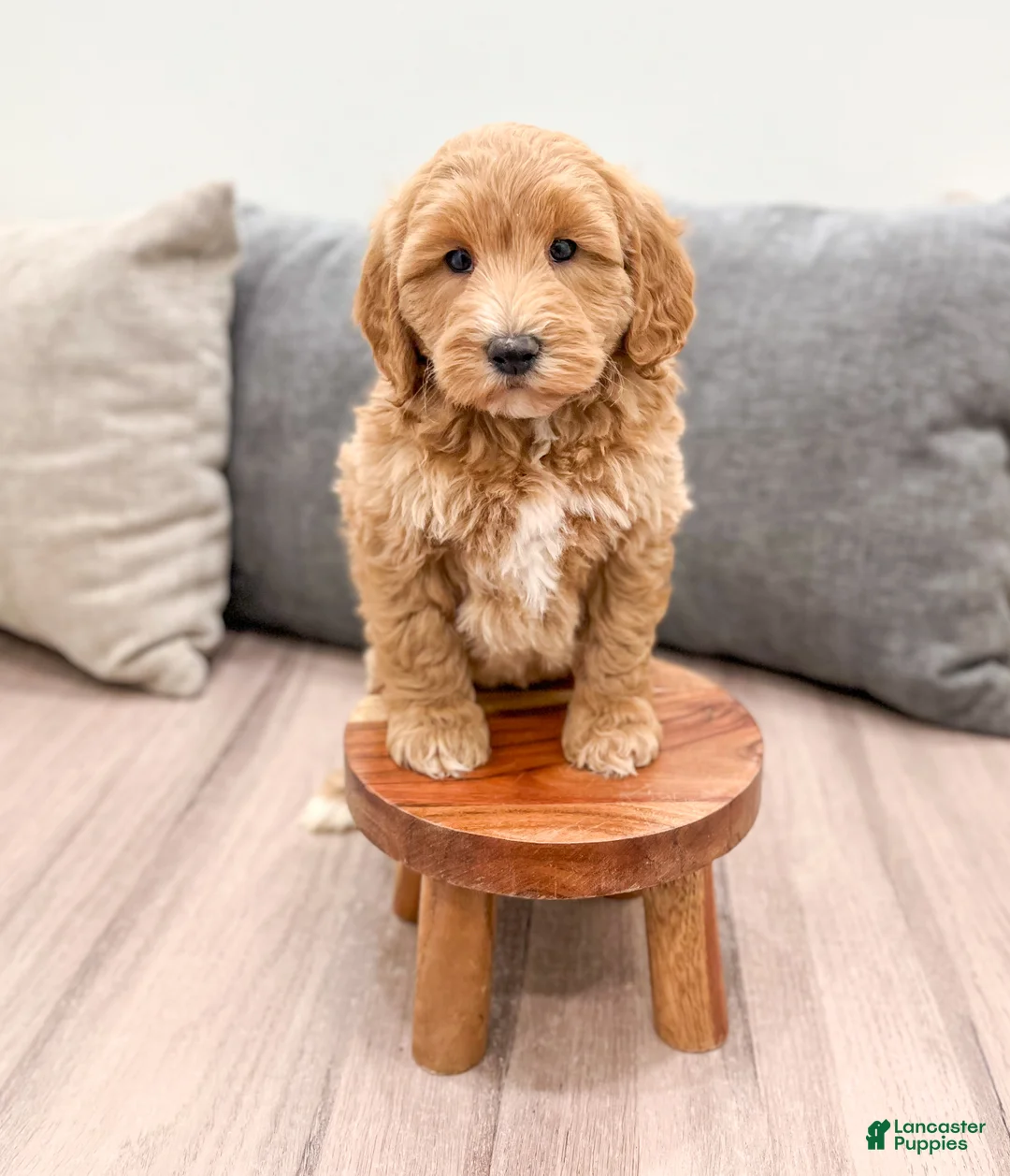 Labradoodle dogs for sale: Jazz - Ad 2