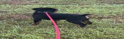 Rottweiler dogs for sale: Rottweiler 1 - Ad 2
