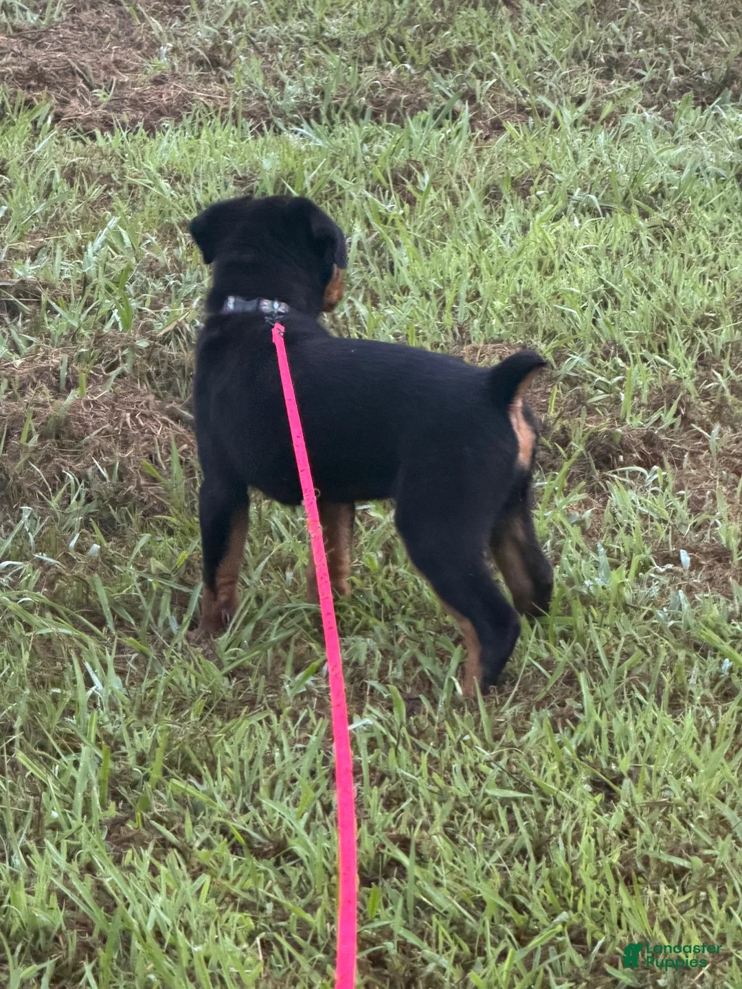 Rottweiler dogs for sale: Rottweiler 1 - Ad 2