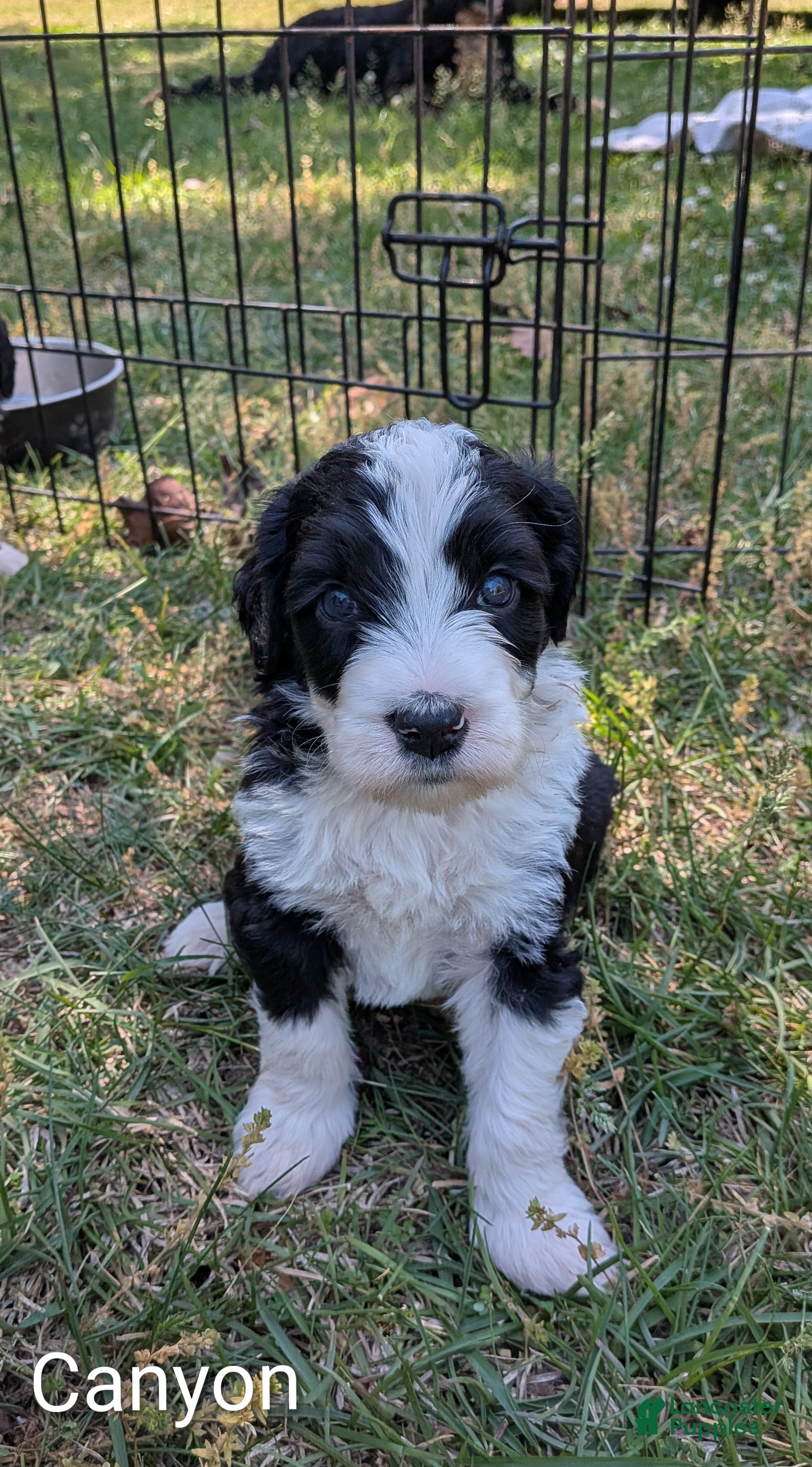 Mixed Breed dogs Canyon - Ad 2