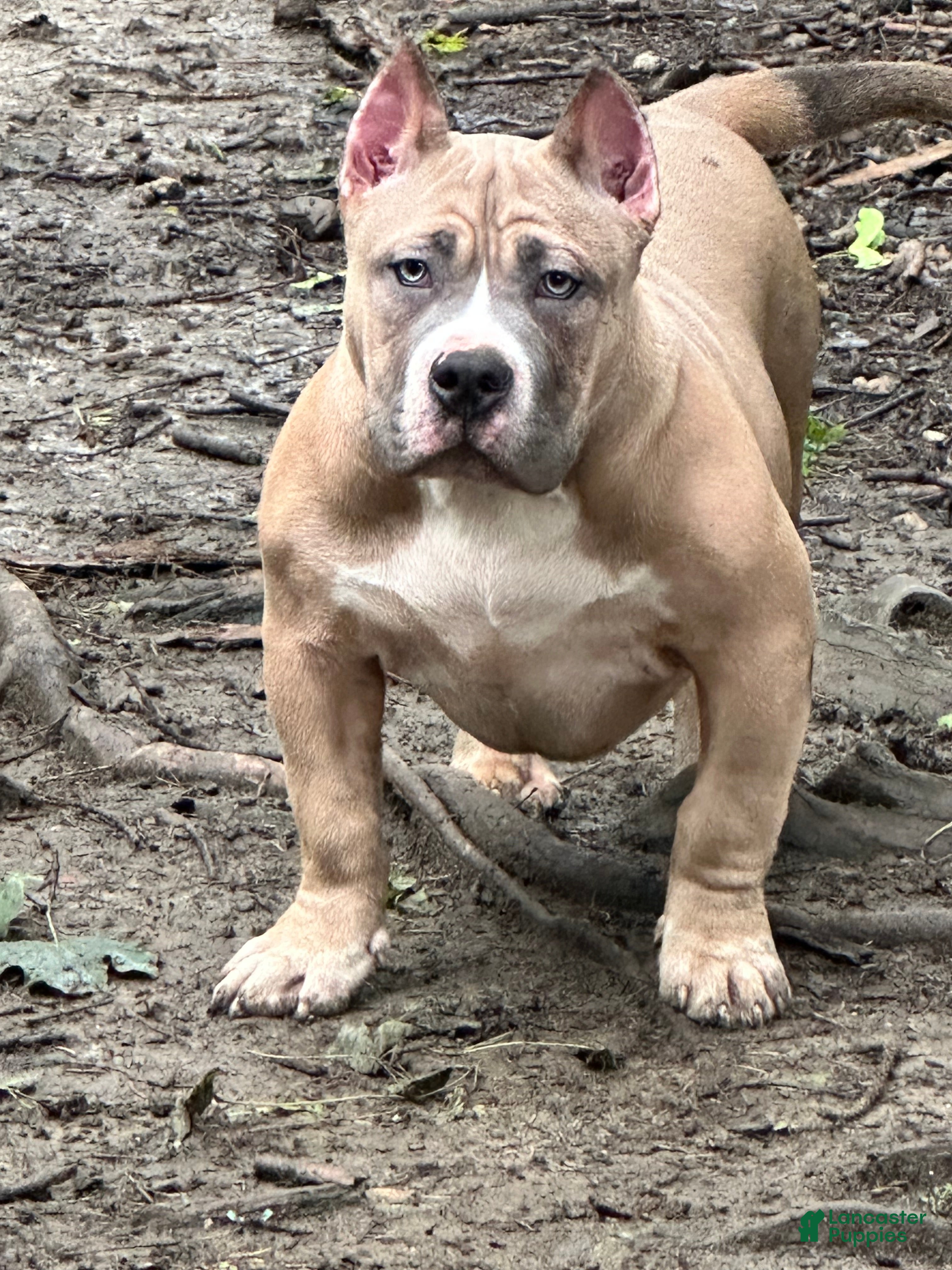 American Bully dogs Remble  - Ad 2