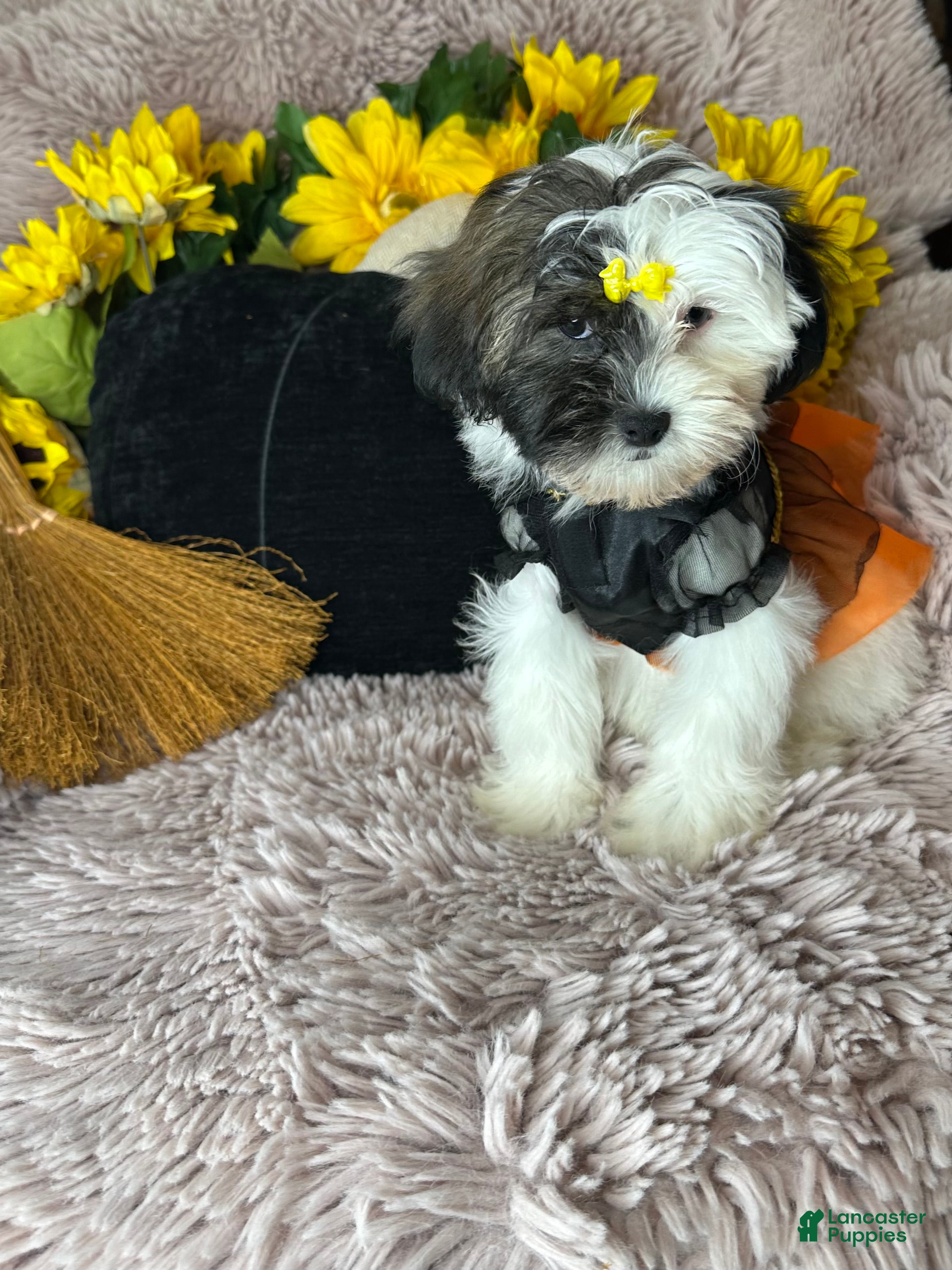 Shihpoo dogs Lolly - Ad 19