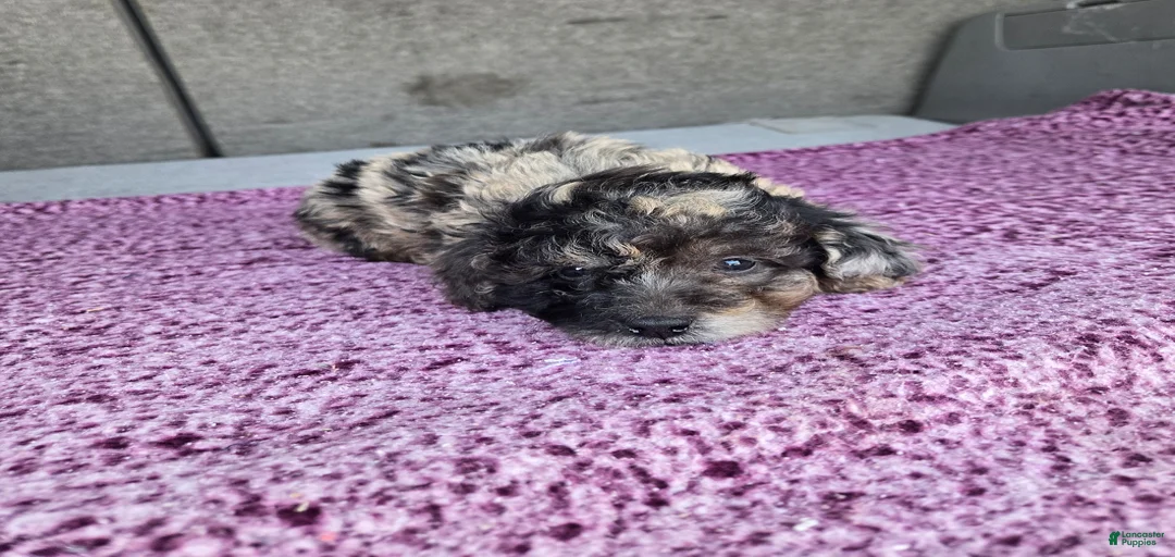 Gallery Image {{count}}