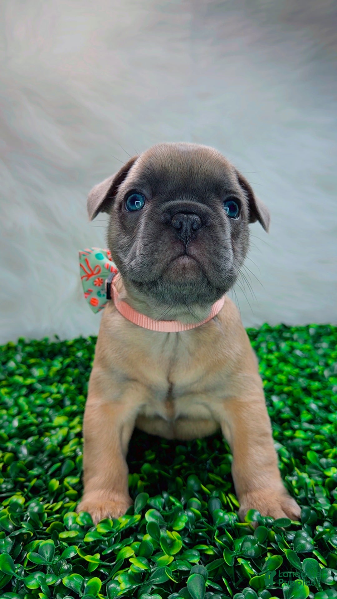 French Bulldog dogs for sale: MONNET - Ad 7