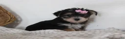 Morkie dogs for sale: Mille - Ad 8