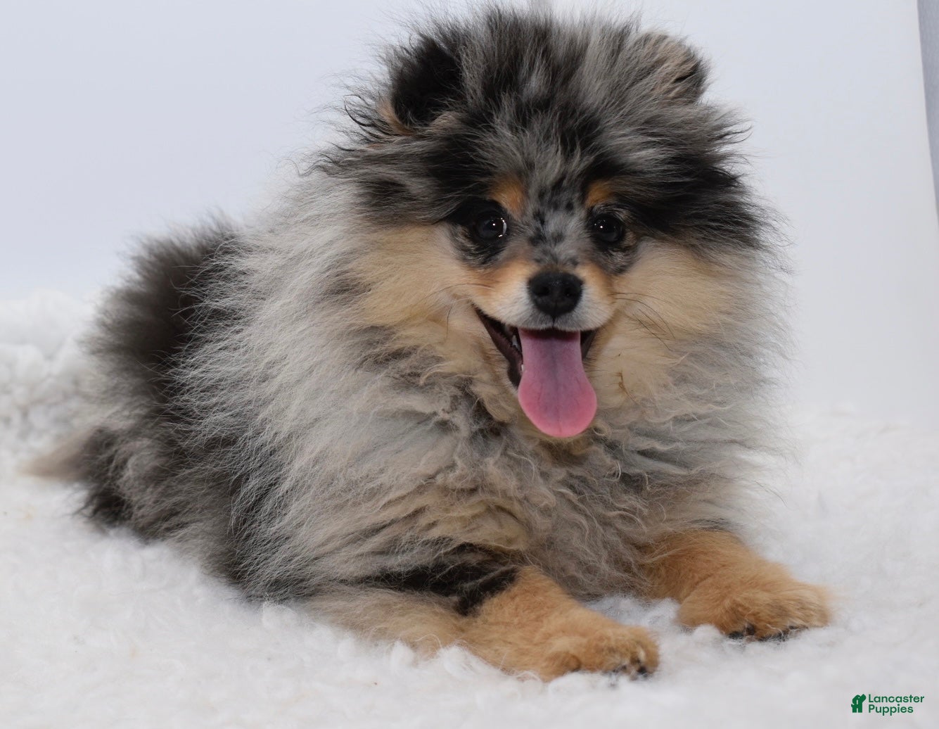 Pomeranian dogs blue Merle tan Rudi - Ad 34