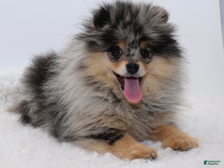 Pomeranian dogs blue Merle tan Rudi - Ad 34