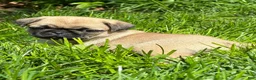 Pug dogs for sale: Bella - Ad 13