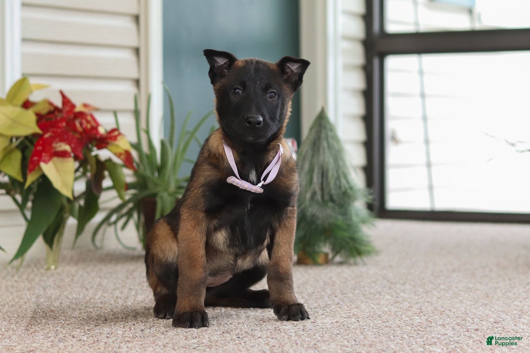 Belgian Malinois dogs for sale: Pumpkin - Ad 3