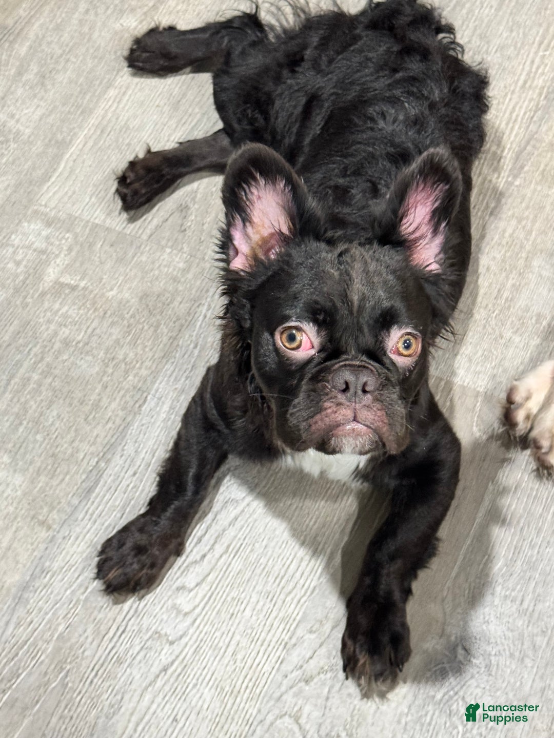 French Bulldog dogs for sale: French Bulldog Puppy 1 - Ad 5
