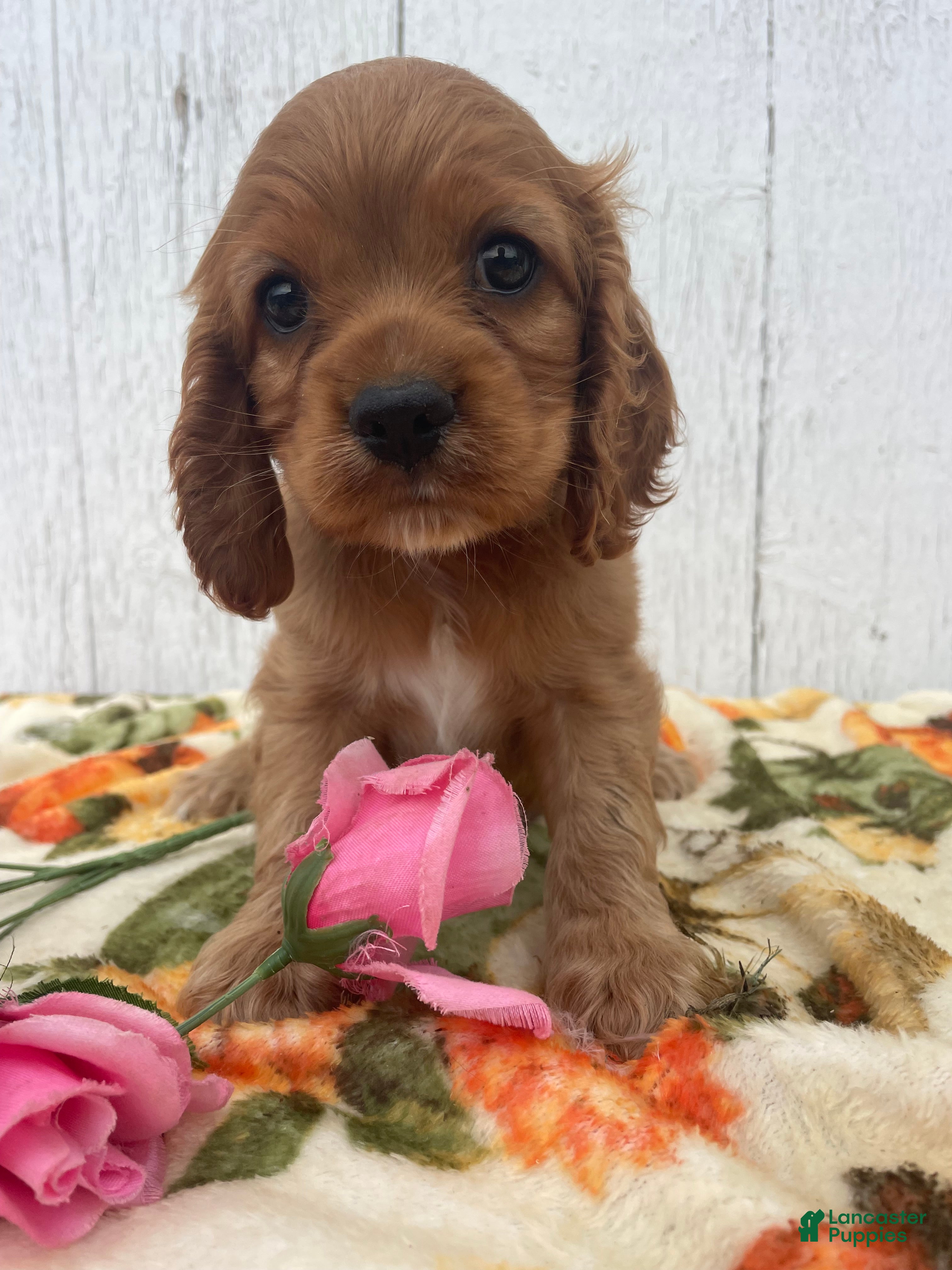 Cocker Spaniel dogs Niles - Ad 1