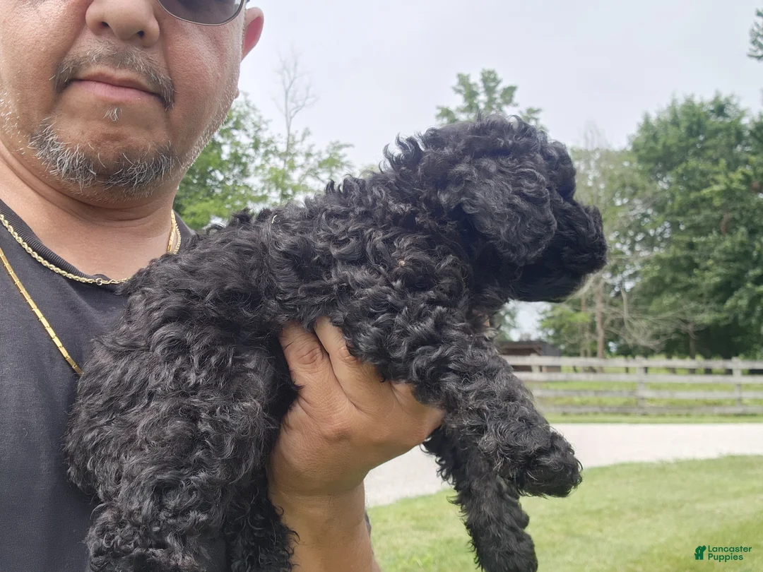 Mini Goldendoodle dogs for sale: Kelsey - Ad 7