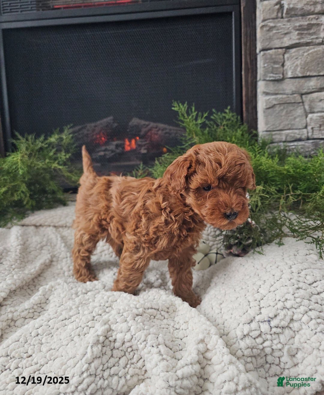 Mini Goldendoodle dogs for sale: Bee - Ad 5