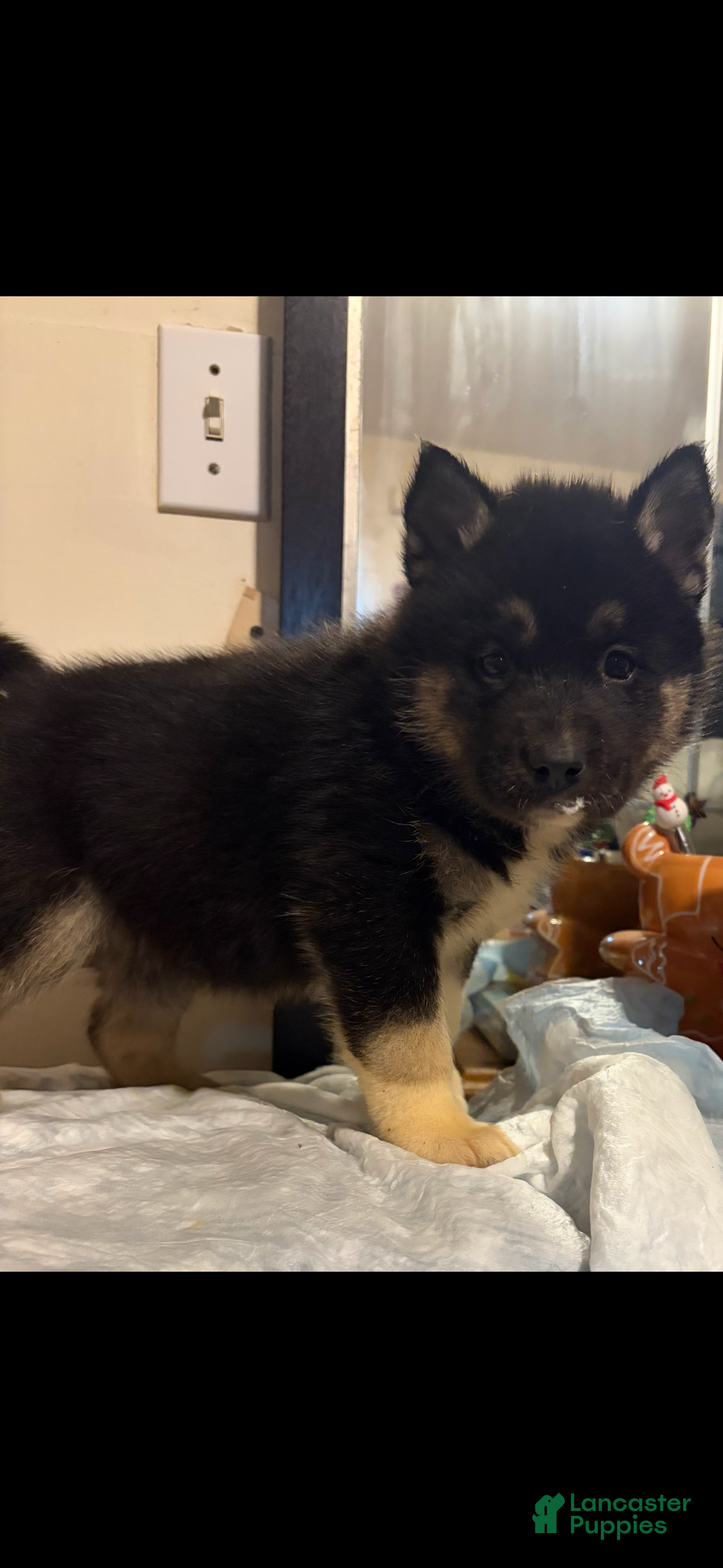 Mixed Breed dogs scout - Ad 13