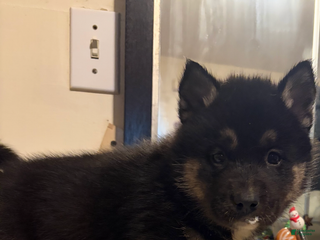 Mixed Breed dogs scout - Ad 17