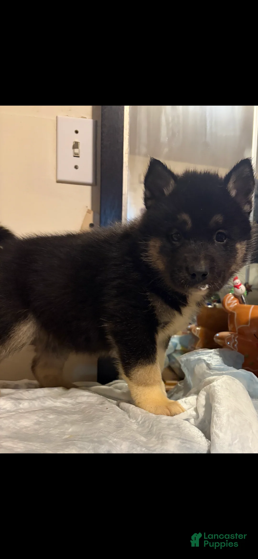 Mixed Breed dogs for sale: scout - Ad 1