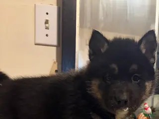 Mixed Breed dogs scout - Ad 20