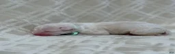 Bull Terrier dogs for sale: BOY 9 - Ad 4