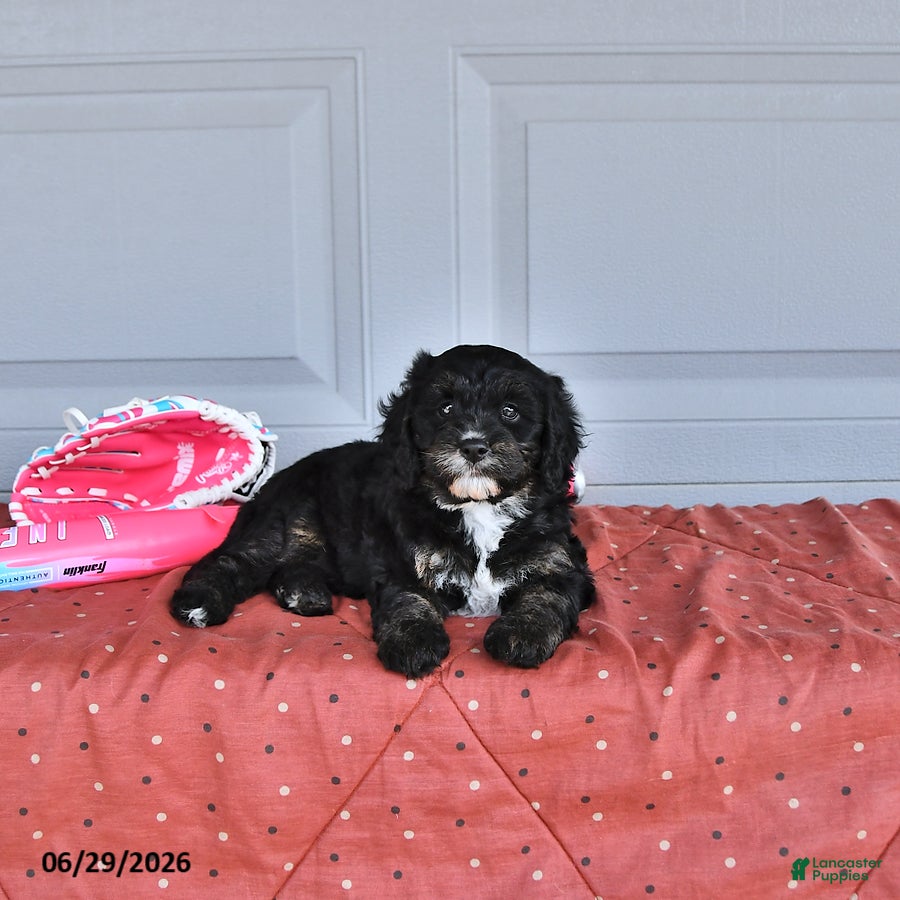 Mixed Breed dogs Abby - Ad 2