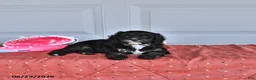 Mixed Breed dogs for sale: Abby - Ad 2