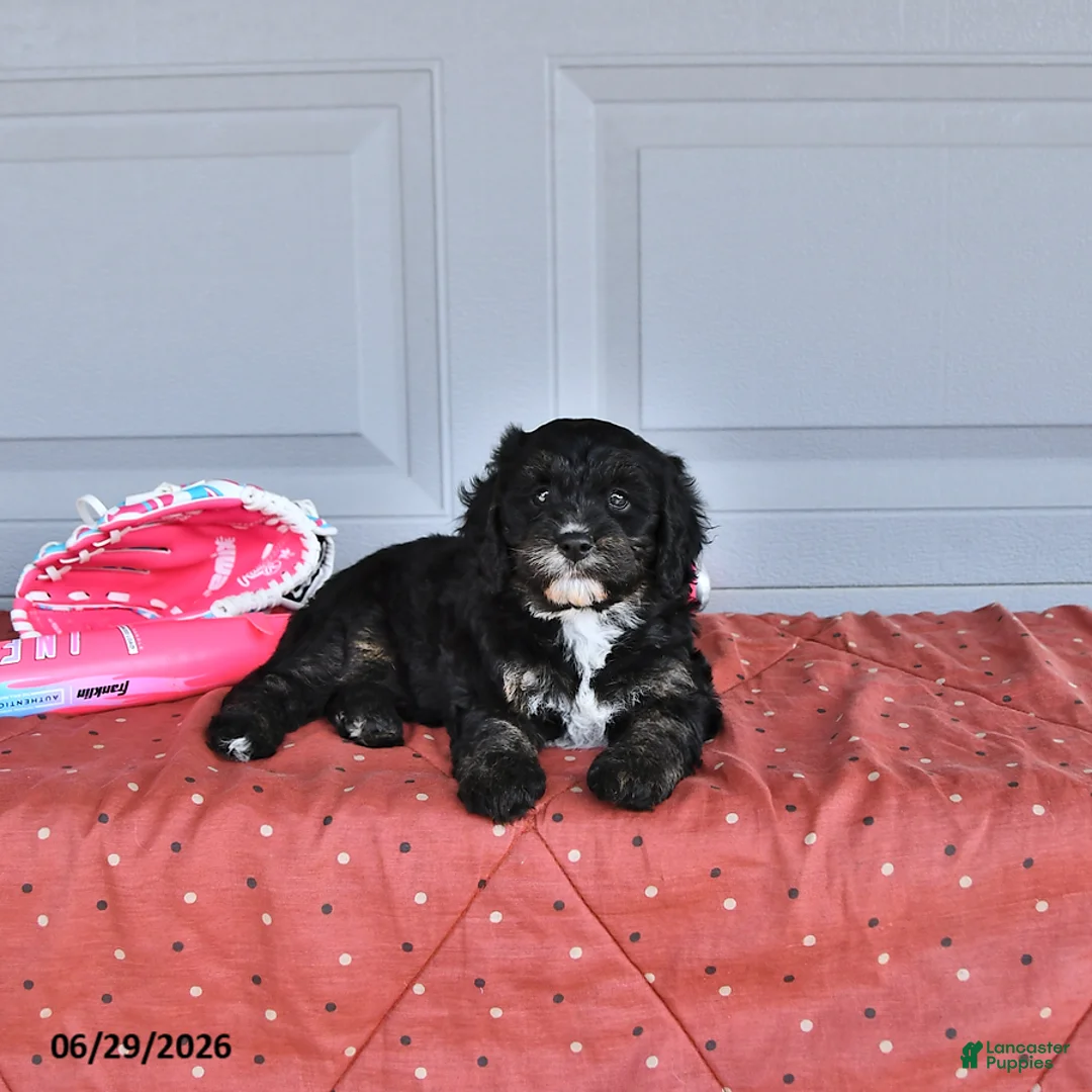 Mixed Breed dogs for sale: Abby - Ad 2