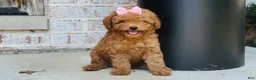 Mini Goldendoodle dogs for sale: Mini Goldendoodle 3 - Ad 6