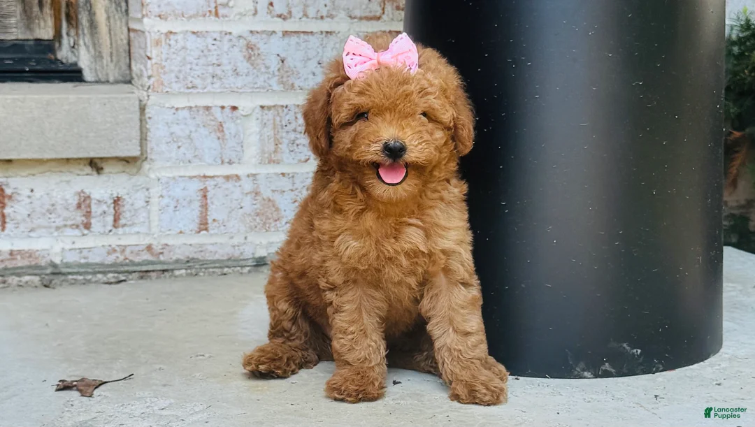 Mini Goldendoodle dogs for sale: Mini Goldendoodle 3 - Ad 6
