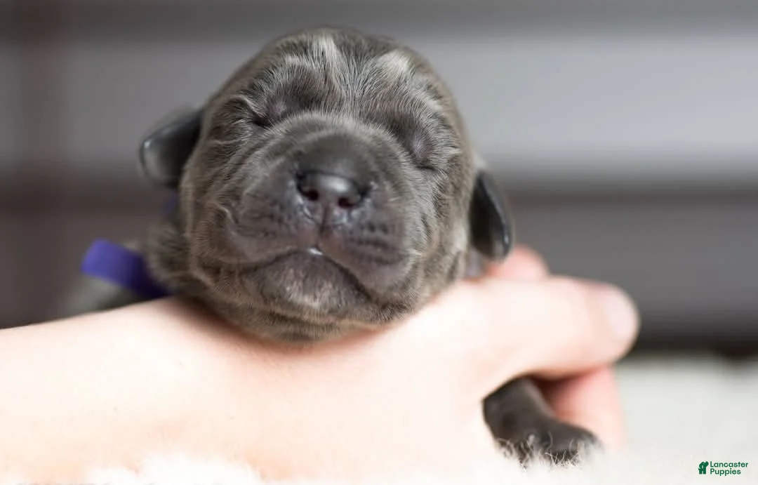 Cane Corso dogs for sale: Titan Bones Goliath The Bone Crusher - Ad 2