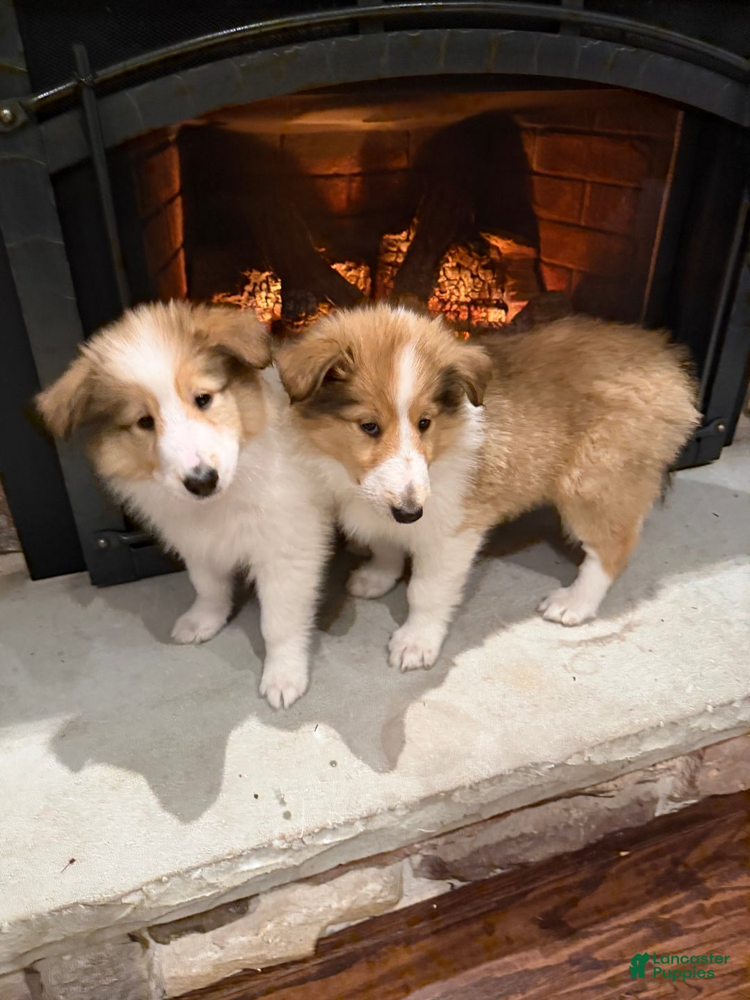 Collie dogs for sale: Collie Puppy 7 - Ad 10