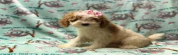 Miniature Poodle dogs for sale: Taffy - Ad 7
