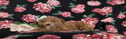 Toy Poodle dogs for sale: Brooklyn  - Ad 5