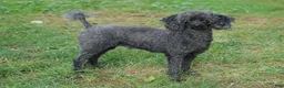 Toy Poodle dogs for sale: Blake - Ad 5