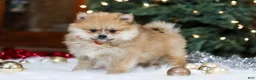 Pomeranian dogs for sale: Crew - Ad 4