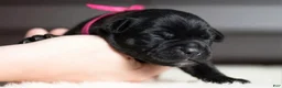 Cane Corso dogs for sale: Black Velvet Abyss Midnight Orchid - Ad 2