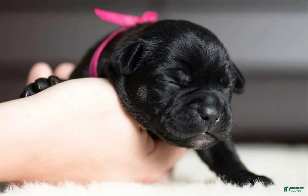 Cane Corso dogs for sale: Black Velvet Abyss Midnight Orchid - Ad 2
