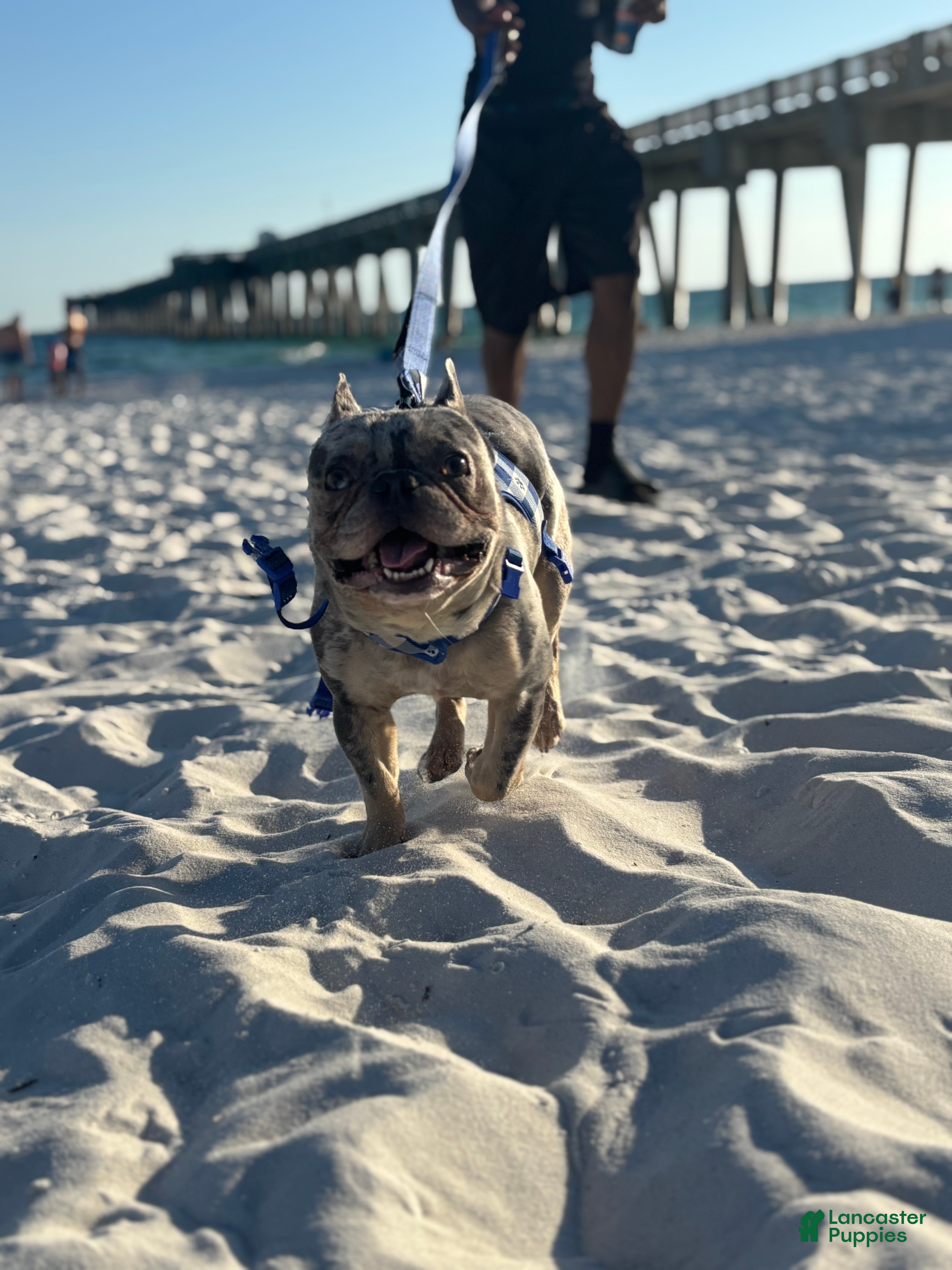 French Bulldog dogs Percy - Ad 23