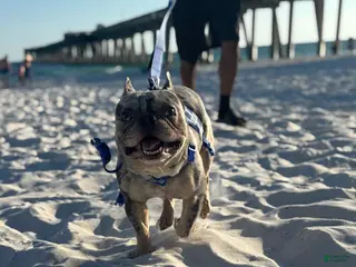 French Bulldog dogs Percy - Ad 2