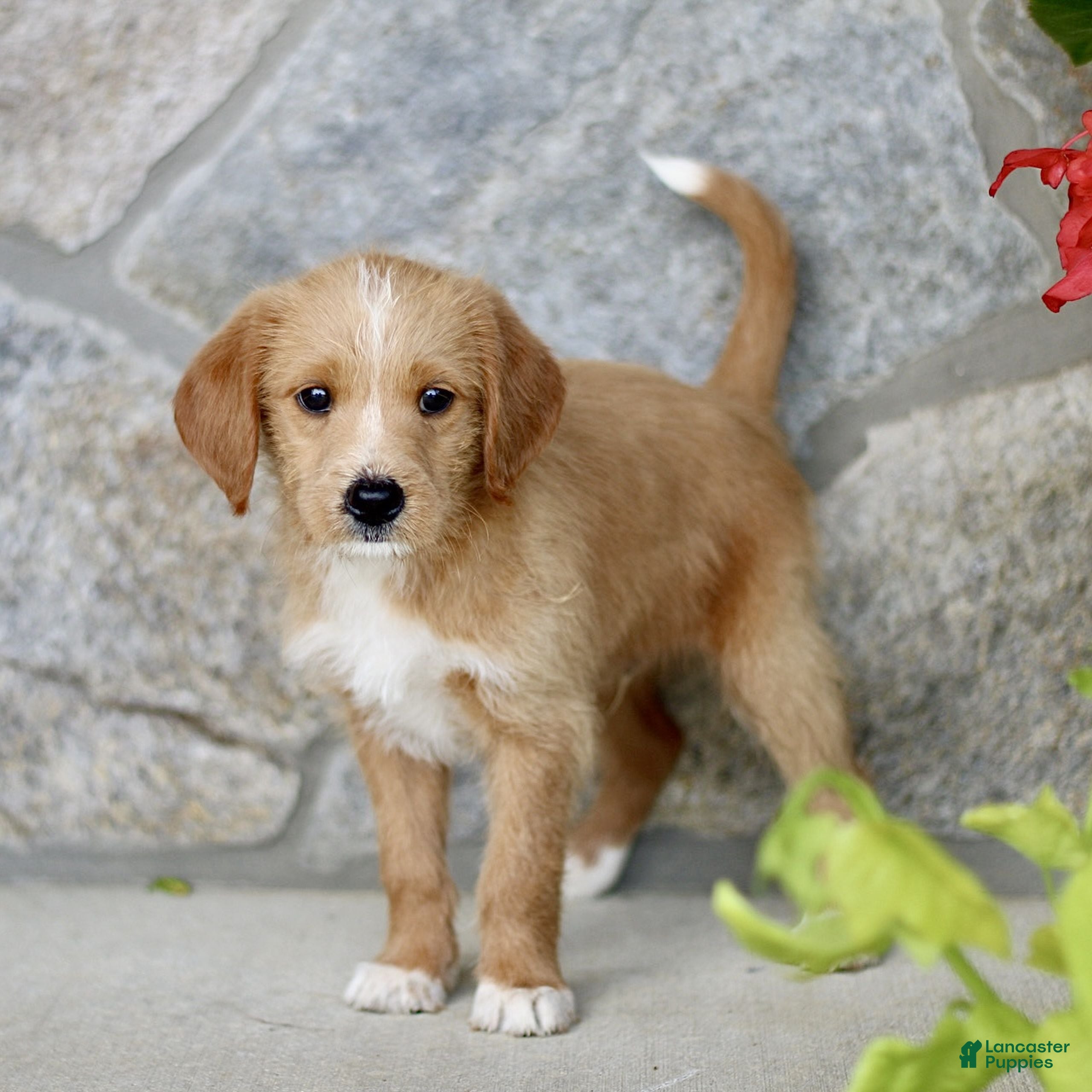 Labradoodle dogs Cameron  - Ad 1