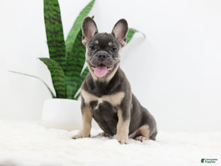 French Bulldog dogs - Ad 28