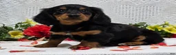 Miniature Dachshund dogs for sale: Royal - Ad 5