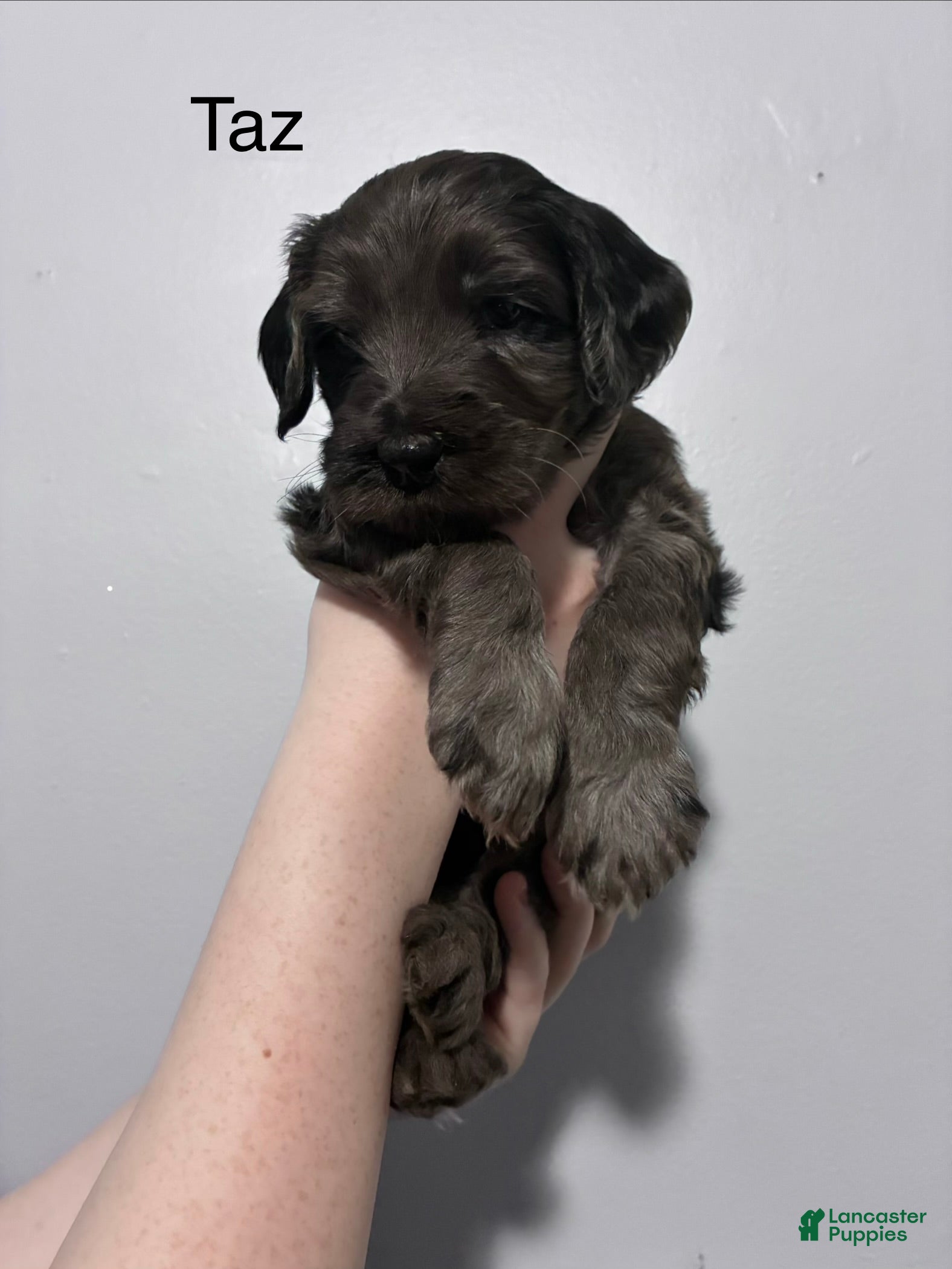 Mixed Breed dogs Taz - Ad 21