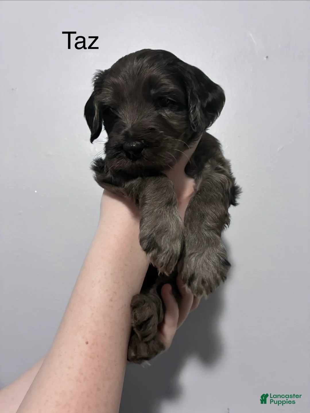 Mixed Breed dogs for sale: Taz - Ad 1